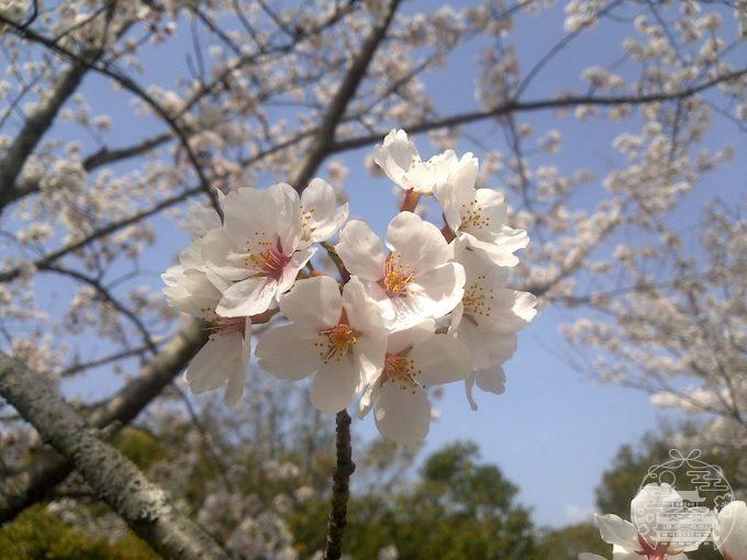 桜